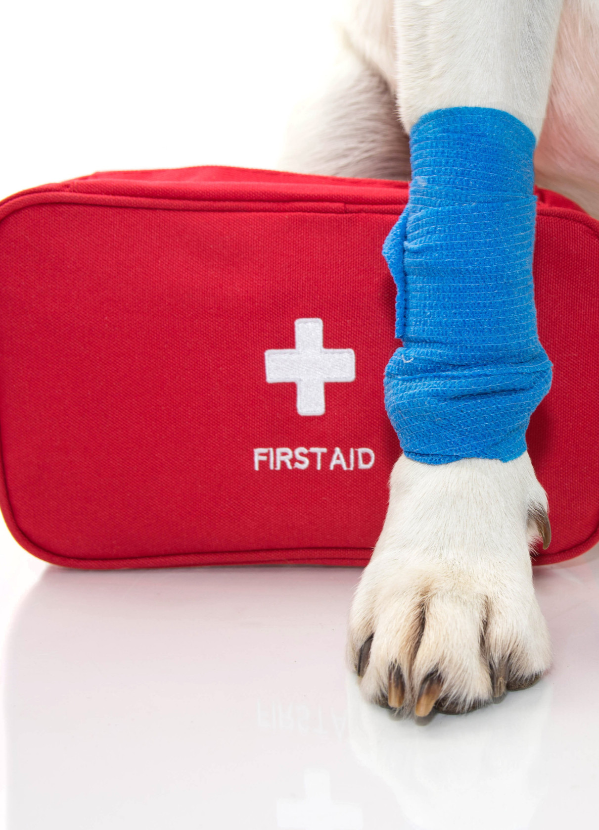Equipos e Insumos Veterinarios